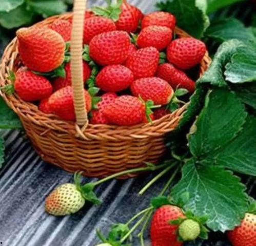 完整国产免费水莓100,免费品尝100份水莓的甜蜜诱惑